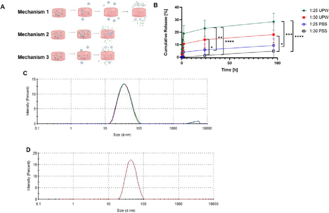 Characterization of the CBD release in vitro. (A) Possible CBD release mechanisms. (B) Cumulative release of CBD from hHL hydrogels in UPW and PBS, at 37°C under sink conditions. Results are expressed as mean ± S.D (n = 3). The curves represent the fitting of the release data to the Korsemeyer-Peppas model. Statistical analysis was performed using one-way ANOVA followed by Tukey’s post- hoc test (GraphPad). Statistically significant differences are indicated by * p < 0.05; ** p < 0.01; *** p < 0.001 and **** p < 0.0001. (C,D) Size and size distribution of 25% w/w CBD-loaded Pluronic® F127 polymeric micelles (C) in loading medium and (D) in release medium after 96 h, as measured by DLS at 37°C (n = 3).