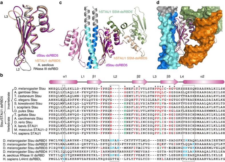 Comparison of the Stau dsRBD5 structure with other dsRBDs.(a) Superimposition of Stau dsRBD5 with human STAU1 dsRBD537 (PDB ID: 4DKK) and A. aeolicus RNase III dsRBD40 (PDB ID: 2NUG). Stau dsRBD5 is coloured in purple, STAU1 dsRBD5 in orange and RNase III dsRBD in grey. (b) Structure-based (when known) and sequence-based sequence alignment of Drosophila Stau dsRBD5 with other dsRBD5s of Stau/STAU1 homologues (upper part), and with Drosophila Stau dsRBD1-4, canonical dsRBD A. aeolicus RNase III, and human L44mt dsRBDL45 (PDB ID: 3J7Y) (lower part). Secondary structures of Drosophila Stau dsRBD5 are shown at the top of the panel. The residues of Stau dsRBD5 involved in Mira binding are indicated with black dots. Conservation of these Mira interacting residues is highlighted. Identical residues or residues with similar polarity or hydrophobicity from invertebrate to vertebrate are coloured in red, those only identical in higher order species in green, and others in black. Three dsRNA-binding regions are indicated by dashed frames. The key residues for dsRNA-binding are highlighted in cyan. (c) Superimposition of Mira514–595/Stau dsRBD5 complex and human STAU1 SSM–dsRBD5 dimer structures showing that the β-sheet face mediated protein binding of dsRBD5 does not conflict with the dimerization through the α1–α2 interface. STAU1 SSM–dsRBD5 dimer is coloured in beige and green, Stau dsRBD5s are coloured in purple and pink, and Mira dimer is coloured in navy blue and cyan. (d) Superimposition of Stau dsRBD5, human STAU1 dsRBD5 and A. aeolicus RNase III dsRBD with Mira (navy blue and cyan), SSM (dark green) and dsRNA (orange) in surface representations, showing that there is no steric hindrance among dsRNA binding and protein binding through β-sheet and α1–α2 interfaces.