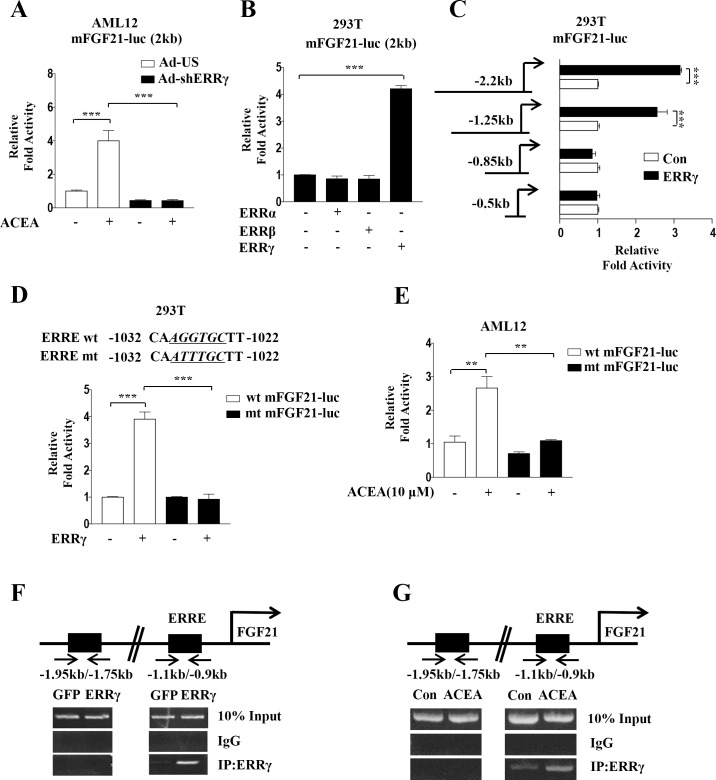 ERRγ activates mouse FGF21 gene promoter activity.(A) AML12 cells were transfected with mFGF21-Luc and then treated with ACEA for 3 h. (B) 293T cells were transfected with mFGF21-Luc along with expression vectors for ERRα, ERRβ, and ERRγ. (C) 293T cells were co-transfected with deletion mutants of mFGF21-Luc and ERRγ. (D) 293T cells were co-transfected with mFGF21-Luc, mFGF21 ERRE mut-Luc, and ERRγ. The alignment of potential ERRE sequences in the human and mouse FGF21 promoters is shown (top). (E) AML12 cells were transfected with mFGF21-Luc or mFGF21 ERRE mut-Luc and treated with ACEA for 3 h. (F-G) ChIP assay analysis was performed with Ad-GFP- or Ad-ERRγ-infected AML12 cells and ACEA treated AML12 cells. Cell extracts were immunoprecipitated with an anti-ERRγ antibody. Purified DNA samples were employed for PCR with primers that bind to the ERRE (-1.1 kb to -0.9 kb) and a distal site (-1.95 kb to -1.75 kb) in the FGF21 gene promoter. All data are the means ± standard errors of at least three independent experiments. **p < 0.01; ***p < 0.001 by one-way ANOVA.