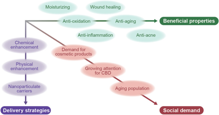 Three strategic axes for the use of cannabidiol (CBD) in cosmetic dermatology. The multi-faceted beneficial roles of CBD in the skin, the development of delivery technologies, and the increasing social demand would prompt the use of CBD in cosmetic dermatology