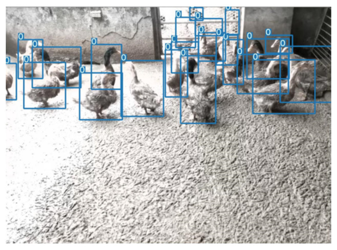 The effect of the Yolov5 detector (without tricks). The 0 in the image represents the single category detected and the blue rectangular in the image represents the target detection frame. Because this is a detector comparison experiment, the category information for the detected objects in the image is not labelled.