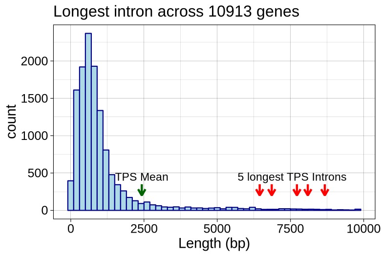 Longest intron size distribution.Distribution of sizes for the longest intron across each of 10,913 multi-exon genes derived from a high confidence transcriptome. The median size, and the sizes from the five largest introns in the TPS family are indicated with arrows.