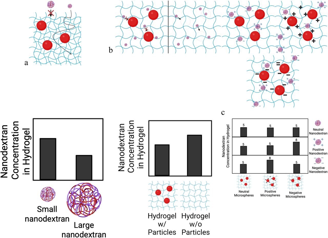 (a-c)Diagrams of hypothesized size-exclusion effect, charge based attachment effects, and volume exclusion effect. d-e Hypothesized outcomes of nanodextran concentration in hydrogels based on the given effect.