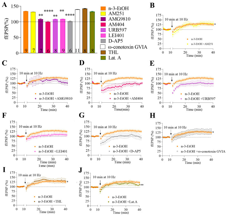 The MPP-LTP in n-3-EtOH mice is mediated by TRPV1, NMDA, and AEA. (A) The summary bar graph illustrates the effects of various pharmacological compounds (see the table in Section 4.7) on MPP-LTP: n-3-EtOH, n-3-EtOH + AM251 (4 µM), n-3-EtOH + AMG9810 (3 µM) (n-3-EtOH + AMG9810 vs. n-3-EtOH p = 0.0014), n-3-EtOH + AM404 (30 µM) (n-3-EtOH + AM404 vs. n-3-EtOH p < 0.0001), n-3-EtOH + URB597 (2 µM) (n-3-EtOH+URB597 vs. n-3-EtOH p = 0.0036), n-3-EtOH + LEI401 (10 µM) (n-3-EtOH+LEI401 vs. n-3-EtOH p = 0.0078), n-3-EtOH + D-AP5 (50 µM) (n-3-EtOH+D-AP5 vs. n-3-EtOH p < 0.0001), n-3-EtOH + ω-conotoxin GVIA (1 µM), n-3-EtOH + THL (10 µM), and n-3-EtOH + latrunculin A (500 µM). Numbers in the bars indicate individual experiments. Data are presented as mean ± SEM and analyzed using Dunn’s test. Significant differences versus n-3-EtOH LTP: ** p < 0.01, **** p < 0.0001. Time-course plots in n-3-EtOH mice in the absence or presence of (B) AM251 (response vs. baseline p = 0.0263), (C) AMG9810, (D) AM404, (E) URB597, (F) LEI401, (G) D-AP5, (H) ω-conotoxin GVIA (response vs. baseline p = 0.0425), (I) THL (response vs. baseline p = 0.0189), and (J) latrunculin A (response vs. baseline p = 0.0078). Data are presented as mean ± SEM and analyzed by paired t-test or Wilcoxon test, depending on the data distribution. Significant differences vs. baseline: * p < 0.05; ** p < 0.01.