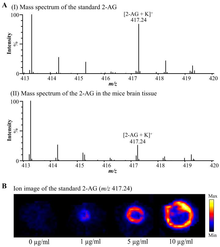 2-AG was detected from standard 2-AG and male mice brain tissue by DESI-MSI in positive ion mode. (A) DESI-MSI mass spectra acquired from (I) standard 2-AG applied to mice brain sections and (II) male mice brain tissues. (B) DESI-MSI ion image of different concentrations of standard 2-AG applied to mice brain sections. The concentrations from left to right are 0 µg/mL, 1 µg/mL, 5 µg/mL, and 10 µg/mL. 2-AG: 2-arachidonoylglycerol.