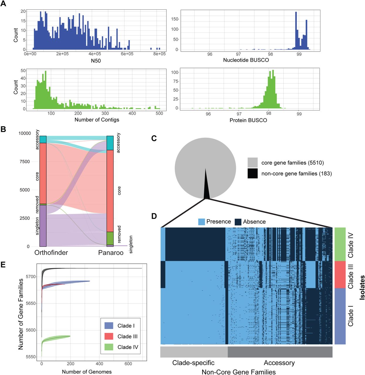 Refining the C. auris pangenome.a, Metrics of the de novo assemblies used as input for pangenome analysis, following all QC steps. Top left: Nucleotide BUSCO score. Bottom left: Protein BUSCO score. Top right: N50. Bottom right: Number of contigs. b, Alluvial plot displaying the difference in gene family category between pangenomes produced by Orthofinder and Panaroo, when both tools are run on the same dataset of 694 C. auris assemblies. “Removed” indicates the corresponding gene family was not found in the pangenome. c, Number of core and non-core gene families present in the pangenome after BLAST validation was performed. d, C. auris pangenome after all validation steps were performed. Only non-core gene families are shown. Gene families are ordered by decreasing frequency from right to left. Isolates are ordered by clade on the y-axis. e, Accumulation curves for the post-validation pangenome. Clade-specific curves are shown in addition to the species-wide curve.
