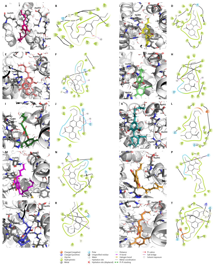 Molecular dynamics simulation on ERα for the nine minor cannabinoids, CBG (A,B), CBDV (C,D), CBN (E,F), CBDB (G,H), CBDA (I,J), CBDM (K,L), CBCA (M,N), CBGVA (O,P), and CBC (Q,R), as well as CBD (S,T). A molecular dynamics simulation was performed around the conformation of the small molecules obtained from the docking analysis on ERα. The main amino acid residues of the target are shown as gray sticks, while the cannabinoids are shown as colorful sticks.