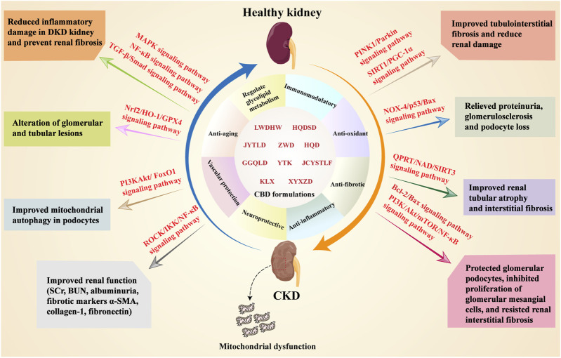 Infographic illustrating the effects of various CBD formulations on kidney health, showing a healthy kidney at the top, chronic kidney disease at the bottom, and arrows depicting signaling pathways associated with benefits like reduced inflammation, improved renal function, and altered lesions.