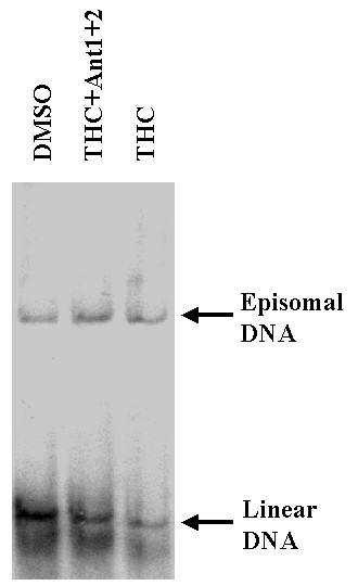 Effect of receptor antagonists on THC mediated suppression of KSHV reactivation. BCBL-1 cells were cultured in the presence of 1.25 μg/ml THC (lane THC), 1.25 μg/ml THC plus 5× molar excess of SR141716A and SR144528 for 72 h (lane Anti1+2), or in medium containing equivalent amount of solvent (DMSO). Cells were analyzed for episomal control and linear replicating DNA as described in Figure 1.