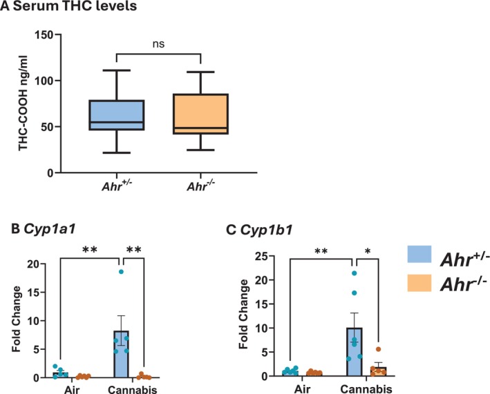 Moderate cannabis smoke exposure activates pulmonary AhR. (A) Serum levels of THC‐COOH after acute cannabis smoke exposure in Ahr +/− and Ahr −/− mice shown as box plots indicating the mean, minimum, and maximum values. Relative levels of Cyp1a1 (B) and Cyp1b1 (C) mRNA in lung tissue after air or cannabis smoke exposure in Ahr +/− and Ahr −/− mice. Data represent mean ± SEM, with individual points indicating biological replicates. Statistical significance is shown as *p < 0.05, **p < 0.01.