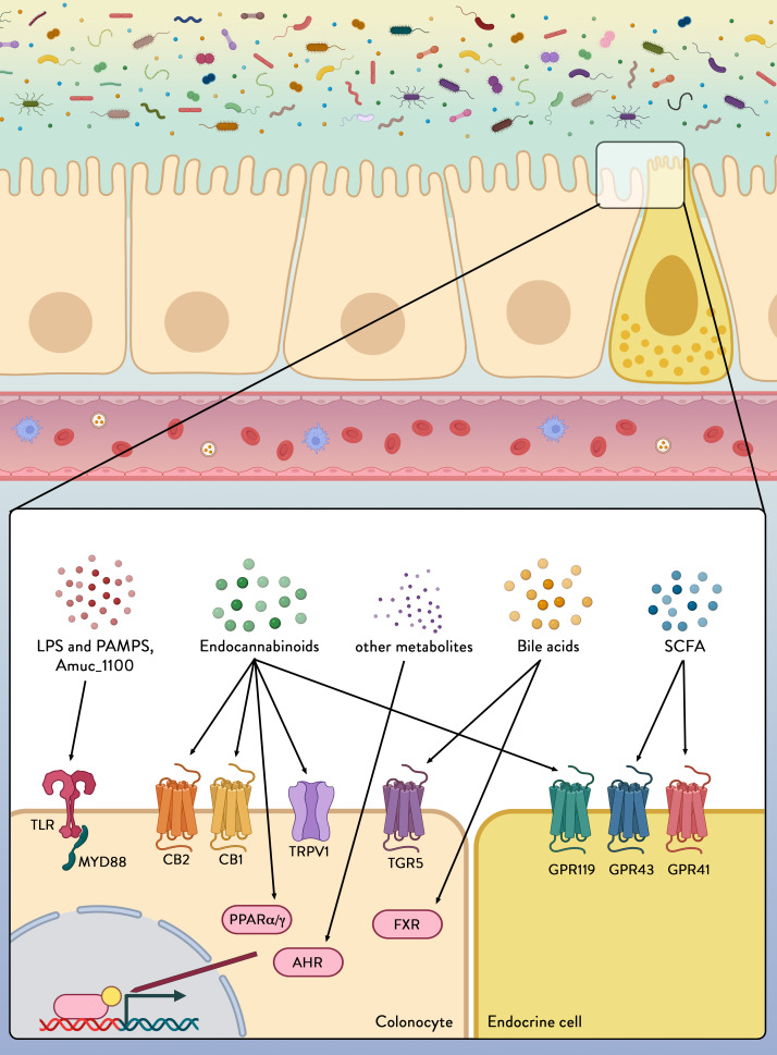Colonocytes and endocrine cells express a variety of receptors able to sense and transmit signals from the microbial environment. Microbial/Pathogen-associated molecular patterns (PAMPs), lipopolyscaccharides (LPS) from the microbiota are detected by pattern recognition receptors, including toll-like receptors (TLRs). Amuc_1100 is a protein expressed on the outer membrane of Akkermansia muciniphila and which has been shown to signal through TLR2 to improve gut barrier function and reduce inflammation. Metabolites secreted by certain microbes (eg, endocannabinoids (eCBs)), generated by microbial digestion of dietary components (eg, short chain fatty acids (SCFAs)) or by transformation of host-derived factors (eg, eCBs and bile acids) can be sensed through various receptors and pathways to alter intestinal integrity and host health. CB1, CB2, cannabinoid receptor type 1 and type 2; TRPV1, transient receptor potential cation channel subfamily V member 1; FXR, farnesoid X receptor; AhR, aryl hydrocarbon receptor; GPR119, GPR43, GPR41, G-protein coupled receptor 119, 43 and 41; MYD88, myeloid differentiation primary response 88; PPARα/γ, peroxisome proliferator-activated receptors alpha and gamma; TGR5, Takeda G protein-coupled receptor 5.