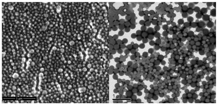 A representative scanning electron micrograph (SEM) (left) and transmission electron micrograph (TEM) (right) of cetyl alcohol (CA)-stabilized LSNs.