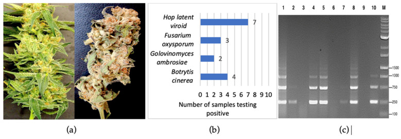 (a) Fresh (left) and dried (right) inflorescences from cannabis plants after harvest were subjected to molecular diagnostics in this study. (b) From a total of 20 samples, 9 were shown to be infected by fungal pathogens and 7 by HLVd. (c) RT-PCR analysis for HLVd presence in 10 dried cannabis samples showed that 7 were positive. Multiple bands on the gels are characteristic for the viroid.