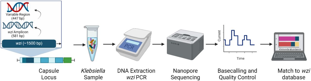 Overview of the wzi-Seq methodA 581 bp wzi amplicon generated using previously published wzi primers, and the 447 bp variable region of the wzi amplicon are used to distinguish different wzi types. The wzi-Seq method starts with a Klebsiella sample with known or unknown wzi types which is then subject to DNA extraction and wzi PCR. Nanopore sequencing of the wzi amplicon is performed, followed by base calling and quality control of reads to ensure read accuracy. All reads that pass quality control and filtering are then aligned against a database of 741 known wzi type reference sequences to calculate the abundance of each Klebsiella wzi type in the sample.