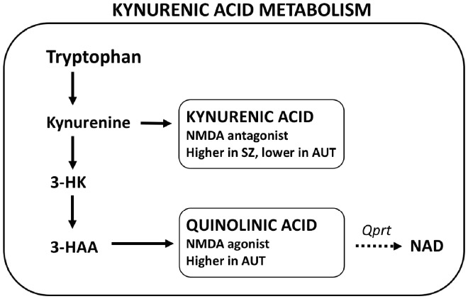 Simplified depiction of kynurenic acid pathway metabolism, which mediates risk and phenotypes of autism and schizophrenia via effects on NMDA receptor activity levels