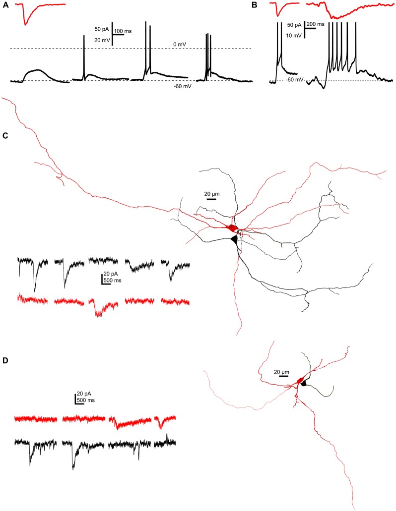 SICs are capable of eliciting single action potentials or short action potential trains, but do not appear synchronously on neighboring neurons. (A) A representative SIC (red trace, above) used as input signal in current clamp mode elicited electrotonic depolarization (12.5% of all cases), a single action potential (65%) or short trains consisting two or three action potentials (15 and 7.5%, respectively) on different PPN neurons held at −60 mV resting membrane potential (n = 40). (B) Using different SICs (red traces, above) shorter or longer trains of action potentials could be elicited on the same neuron. (C,D) Two examples of simultaneous recordings of synaptically non-coupled PPN neurons with somata within 50 μm from each other. Representative current traces from which parts without SICs were hidden (right). Red traces were recorded from the red, black traces were recorded from the black neuron from the corresponding reconstructed image on the left side (n = 9).
