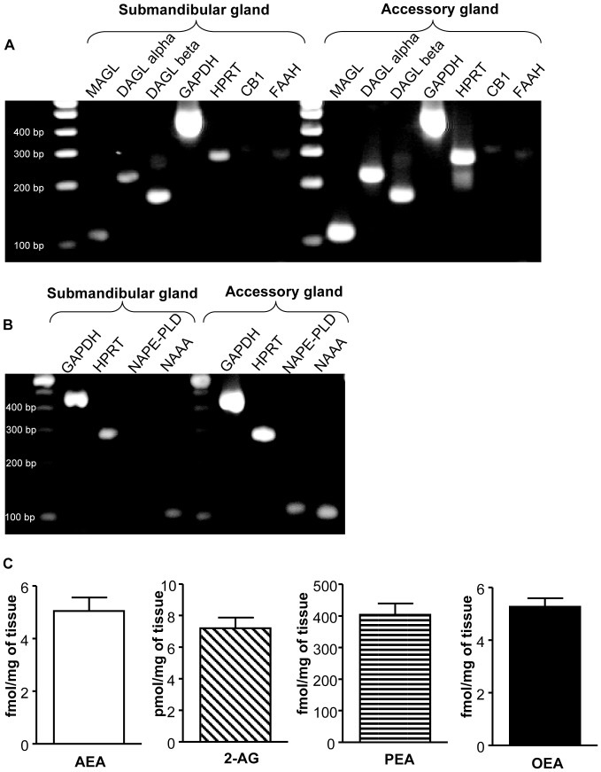 The ECS is present in human salivary glands.(A) RT-PCR for CB1, FAAH, MAGL, DAGL alpha, DAGL beta and housekeeping genes GAPDH and HRPT performed on submandibular and accessory salivary glands. (B) RT-PCR for NAPE-PLD and NAAA performed on submandibular and accessory salivary glands. A 100-bp ladder is shown. (C) Endocannabinoids and related N-acylethanolamines content in submandibular salivary glands. CB1: Cannabinoid receptor type 1, DAGL alpha: Diacylglycerol lipase alpha, DAGL beta: Diacylglycerol lipase beta, FAAH: Fatty acid amide hydrolase, GAPDH: glyceraldehyde-phosphate dehydrogenase, HPRT: hypoxanthine phosphoribosyl transferase, MAGL: Monoacylglycerol lipase, NAAA: N-acylethanolamine-hydrolyzing acid amidase, NAPE-PLD: N-acyl phosphatidylethanolamine phospholipase D.