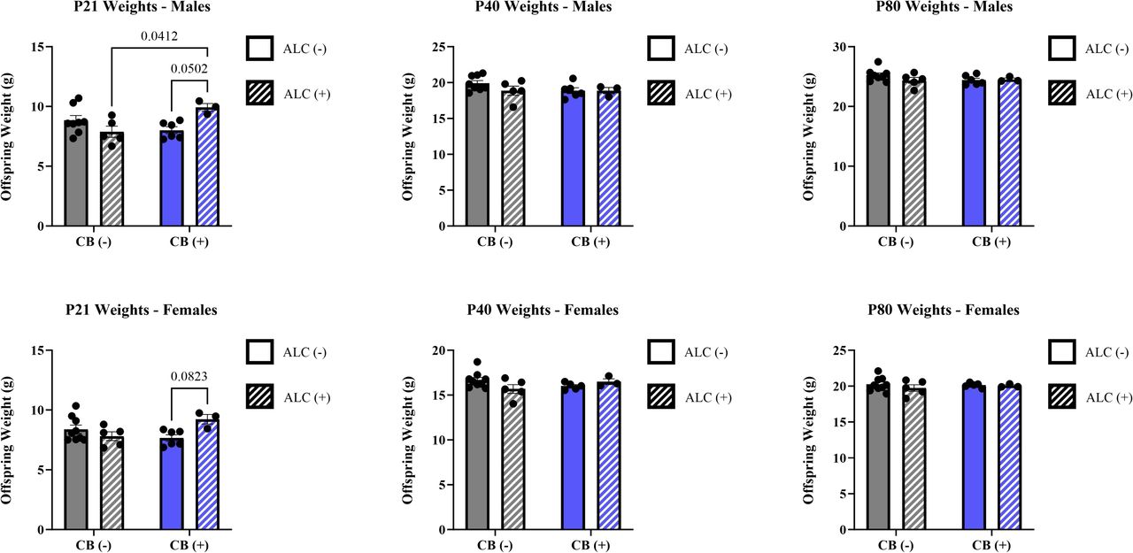 Early life weights (g) across exposure groups. Although males and females with ALC+CB exposure initially demonstrate minor increases in weight on Postnatal Day 21, these increases are not sustained into adolescence or young adulthood.