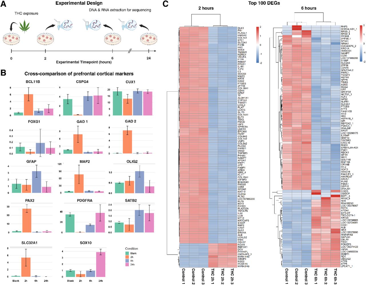 Bulk RNA-seq time-dependent transcriptomic responses to acute THC exposure in prefrontal cortex organoids(A) Schematic overview of experimental design. PFCOs were exposed to THC and harvested at 2, 6, and 24 hours post-exposure. DNA and RNA were extracted for WGBS and bulk RNA-seq profiling. (B) Cross-comparison of canonical prefrontal cortical markers across Blank, 2h, 6h and 24h conditions. Bar heights represent transcripts per million (TPM), a normalized expression measurement that accounts for sequencing depth and gene length. (C) Heatmaps of the top 100 differentially expressed genes (DEGs) at 2 hours (left) and 6 hours (right), ordered by hierarchical clustering. Colors represent expression values after Z-score scaling, indicating whether a gene is expressed higher or lower relative to its own mean across samples.