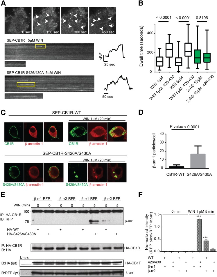 CB1R S426A/S430A interacts with β-arrestin 1 more strongly than CB1R. (A) Total internal reflection images showing HEK293 cell expressing SEP-CB1Rs before and after 1 μM WIN (time indicated in seconds) showing individual endocytic events (arrowheads). Kymographs from HEK293 cell expressing either SEP-CB1Rs (top panel) or S426A/S430A (bottom panel) in the presence of 1 μM WIN. Individual endocytic events are indicated by the yellow rectangle. Intensity measurements from indicated events are represented to the right. (B) Box and whiskers plot (mean values with min/max range) from endocytic dwell times were analyzed for the indicated concentrations and receptors (n = 10-19 cells). (C) Live HEK293 cells expressing either SEP-CB1Rs (top panel) or SEP-CB1R S426A/S430A (bottom panel) were imaged by confocal before and after 20 minutes incubation with 1 μM WIN. (D) Intracellular β-arrestin 1 particles were quantified after treatments (n = 7–10 cells). (E) HEK293 cells were cotransfected with HA-CB1R and either β-arrestin 1-RFP or β-arrestin 2-RFP and treated with 1 μM WIN for 5 minutes. Lysates were immunoprecipitated with anti-HA antibody and subjected to immunoblot analysis using anti-RFP and anti-HA antibodies. Representative blot images show substantial β-arrestin 1 pull-down was observed with the HA-S426A/S430A mutant receptor, but not the HA-wild-type receptor after 5-minute treatment. The lower panels show the input levels of HA-CB1Rs and β-arrestins-RFP, respectively. (F) The bar graph provides quantification of β-arrestin-RFP shown in (E). Data are the mean ± S.E.M. from three independent experiments. The statistical significance of the differences compared with control (0 minute) was assessed using one-way analysis of variance and Bonferroni’s post hoc test. ***p < 0.001.