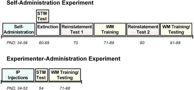 Timeline of treatment and behavioral testing for both the self-administration and experimenter-administration experiments. PND, postnatal day; STM, short-term memory; WM, working memory; IP, intraperitoneal.