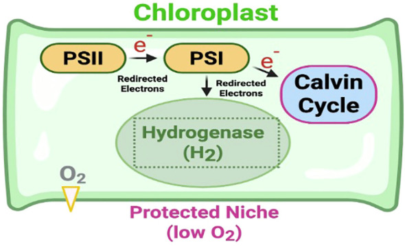 Diagram of a chloroplast showing photosystem II and photosystem I linked by redirected electrons, leading to the Calvin cycle and hydrogenase enzyme for H2 production within a protected low oxygen niche, with O2 indicated outside.