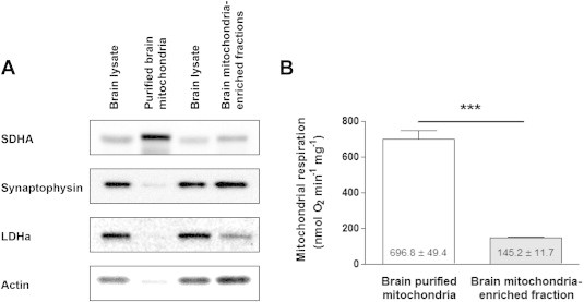 Characterization of two types of brain mitochondrial preparations: purified mitochondria [9] and mitochondria-enriched fractions [10]. (A) Representative immunoblotting showing mitochondrial content (SDHA: succinate dehydrogenase a), synaptosomal content (synaptophysin), cytosolic content (LDHa: lactate dehydrogenase a; actin) in total brain lysate, and mitochondrial fractions (three independent experiments). (B) Basal mitochondrial ADP-stimulated respiration rates in brain purified mitochondria and mitochondria-enriched fraction (n = 6). Data are expressed as mean ± S.E.M. ***p < 0.001 according to unpaired T test.