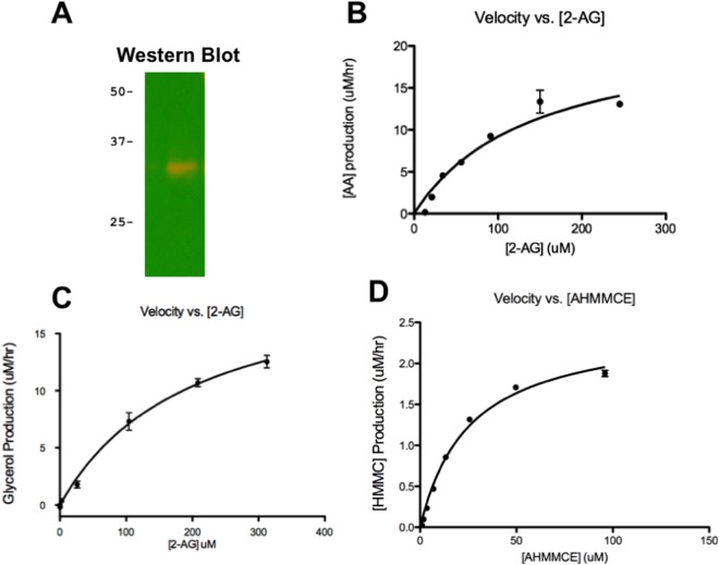 Full-length recombinant hABHD6 enzyme characterization. (A) Western Blot identification of recombinant hABHD6 using anti-mABHD6 antibody. Enzymatic parameters of hABHD6 determined with 2-AG substrate in: (B) HPLC activity assay and (C) Colorimetric glycerol-production activity assay. (D) Fluorescent activity assay with AHMMCE substrate.