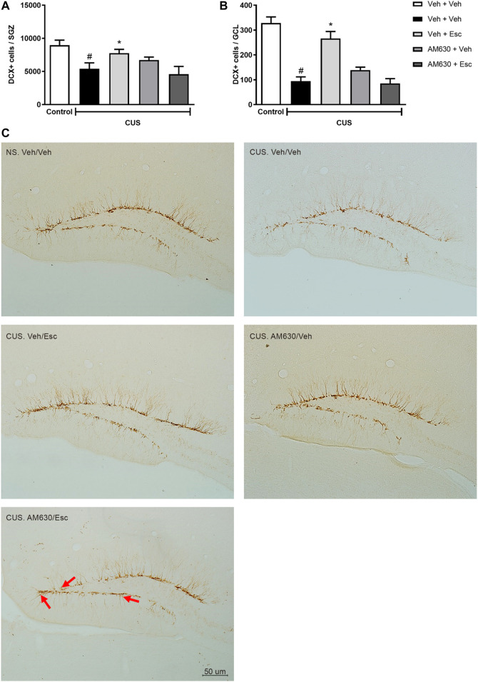 DCX immunostaining in Dentate Gyrus of hippocampus. doublecortin positive cells (DCX+) expression in Subgranullar Zone of Dentate Gyrus (SZG) (A); Granular Cell Layer (CGL) (B) and representative photomicrograph of doublecortin positive cells (DCX+) located in the dentate gyrus of the hippocampus (C). Red arrows indicate DCX + cells that have migrated from SGZ to the granular layer of the dentate gyrus of mice. Light Microscope (Olympus B202) at ×20 magnification. Groups were: NS/Veh + Veh (n = 4); CUS/ Veh + Veh (n = 5); CUS/AM630/Veh (n = 5); CUS/Veh + Esc (n = 5); and CUS/AM630/Esc (n = 5). ANOVA-TWO WAY was employed and differences were considered statistically significant when p < 0.05 (# relative to NS/Veh + Veh and * relative to CUS/Veh + Veh).