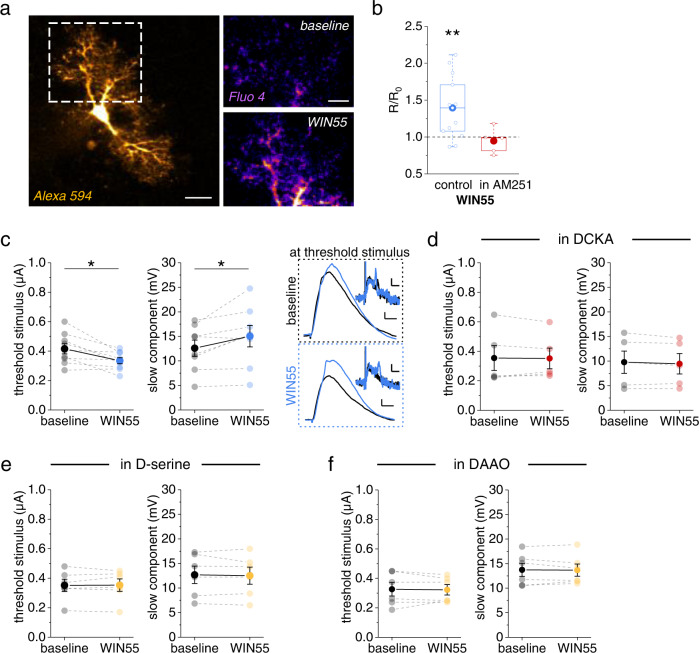Endocannabinoid receptor (CBR) activity controls astrocytic Ca2+ and dendritic spike threshold and amplitude.a Example astrocyte filled with the Ca2+ indicator Fluo-4 (200-400 µM) and Alexa Fluor 594 (40 µM, left panel, scale bar 10 µm, whole-cell patch clamp). Right upper panel: baseline Fluo-4 fluorescence intensity. Right lower panel: Fluo-4 intensity during application of the CBR agonist WIN55 (WIN55,212-2, 10 µM). Both right panels: average of 10 frames, scale bar 5 µm. b Change of the fluorescence intensity ratio (R, Fluo-4 / Alexa 594) quantified as R in WIN55 relative to baseline (R0, see methods section for panel a, b). Significant increase by WIN55 (blue, 1.39 ± 0.12, n = 13, p = 0.005, two-sided one-population Student’s t test) but not in the presence of the CBR inverse agonist AM251 (5 µM, red, 0.95 ± 0.08, n = 5, p = 0.52, two-sided one-population Student’s t test). c CBR activation by WIN55 (blue, 1 µM) decreased the threshold stimulus of dendritic spikes (left panel, 0.42 ± 0.03 µA vs. 0.33 ± 0.02 µA, n = 9, p = 0.012, two-sided paired Student’s t test) and increased their slow component amplitude (middle panel: 12.59 ± 1.65 mV vs. 15.04 ± 2.18 mV, n = 8, p = 0.034, two-sided paired Student’s t test). Right panels: sample EPSP traces (scale bars: 2 mV and 10 ms) and dV/dt (insets, scale bars: 1 mV/ms and 5 ms) at the baseline threshold stimulus (upper traces) and at the threshold stimulus in WIN55 (lower traces). Both panels black for baseline and blue for WIN55. d The NMDAR co-agonist binding site antagonist DCKA (10 µM) occluded the WIN55 effect on the threshold stimulus (threshold stimulus: 0.35 ± 0.08 µA vs. 0.35 ± 0.07 µA, n = 5, p = 0.88, two-sided paired Student’s t test; slow component: 9.77 ± 2.27 mV vs. 9.45 ± 2.08 mV, n = 5, p = 0.26, two-sided paired Student’s t test). e In the presence of D-serine (10 µM), WIN55 fails to change dendritic spiking (threshold stimulus: 0.35 ± 0.04 µA vs. 0.35 ± 0.04 µA, n = 6, p = 0.87, two-sided paired Student’s t test; slow component: 12.69 ± 1.77 mV vs. 12.52 ± 1.73 mV, n = 6, p = 0.64, two-sided paired Student’s t test). f Presence of D-amino acid oxidase (DAAO, 0.17 U/ml) also prevented the WIN55 effect (threshold stimulus: 0.33 ± 0.05 μA vs. 0.32 ± 0.04 μA, n = 6, p = 0.80, two-sided paired Student’s t test; slow component: 13.73 ± 1.33 mV vs. 13.67 ± 1.24 mV, n = 6, p = 0.84, two-sided paired Student’s t test). Data are expressed and displayed as mean ± s.e.m. or in box plots. The box indicates the 25th and 75th, the whiskers the 5th and 95th percentiles, the horizontal line in the box the median and the mean is represented by a filled circle. Source data are provided as a Source Data file.