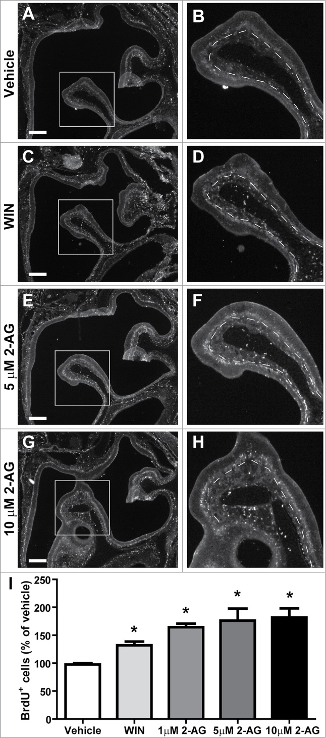 Exogenous and endogenous cannabinoids increase proliferation in neonatal olfactory epithelium. Neonatal Swiss Webster mice were intranasally administered vehicle (50% ethanol), WIN (10 μM), or 2-AG ether (1 μM, 5 μM, or 10 μM). BrdU was given (i.p., 18 mg/kg total) 2 and 4 hrs prior to tissue collection at 48 hours post-treatment. (A–H) Representative images of (A-B) vehicle control, (B-C) WIN, (E-F) 5 μM 2-AG, and (G-H) 10 μM 2-AG treatment groups. White boxes in A,C,F,G indicate the field of view shown in B,D,F,H, respectively. Scale bar, 100 μm. (I) Bar graph showing normalized BrdU incorporation (mean ± SEM). *, p < 0 .05 WIN vs. vehicle, p < 0 .001 2-AG vs. vehicle (one-way ANOVA followed by the Bonferroni multiple comparison test; n = 3–4 mice/group).