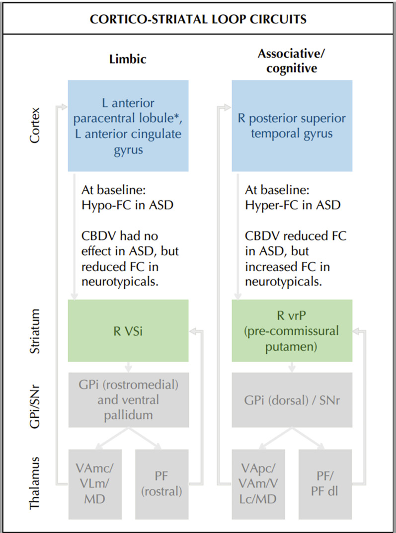 Reported findings in the context of cortico-striatal loop circuits. Baseline differences and group (ASD > neurotypicals) by drug (CBCV > PLC) interaction effects on cortico-striatal loop circuits, including the limbic and associative/cognitive loop, each of which are theorized to include different GPi/SNR and thalamic regions. Grey arrows indicate functional connections. ASD autism spectrum disorder, CBDV cannabidivarin, FC functional connectivity, GPi globus pallidus pars interna, L left, MD mediodorsal nucleus, PF parafascicular nucleus of the thalamus (dl: dorsolateral extension), R right, SNr substantia nigra pars reticulate, VA ventral anterior nucleus of the thalamus (mc: magnocellular part; pc: parvocellular part), VL ventrolateral nucleus of the thalamus (c: caudal part; m: medial part), vrP ventral-rostral putamen, VSi inferior ventral striatum. *The anterior paracentral lobule is associated with sensori-motor processing and may represent ectopic FC within the ‘limbic loop’ here