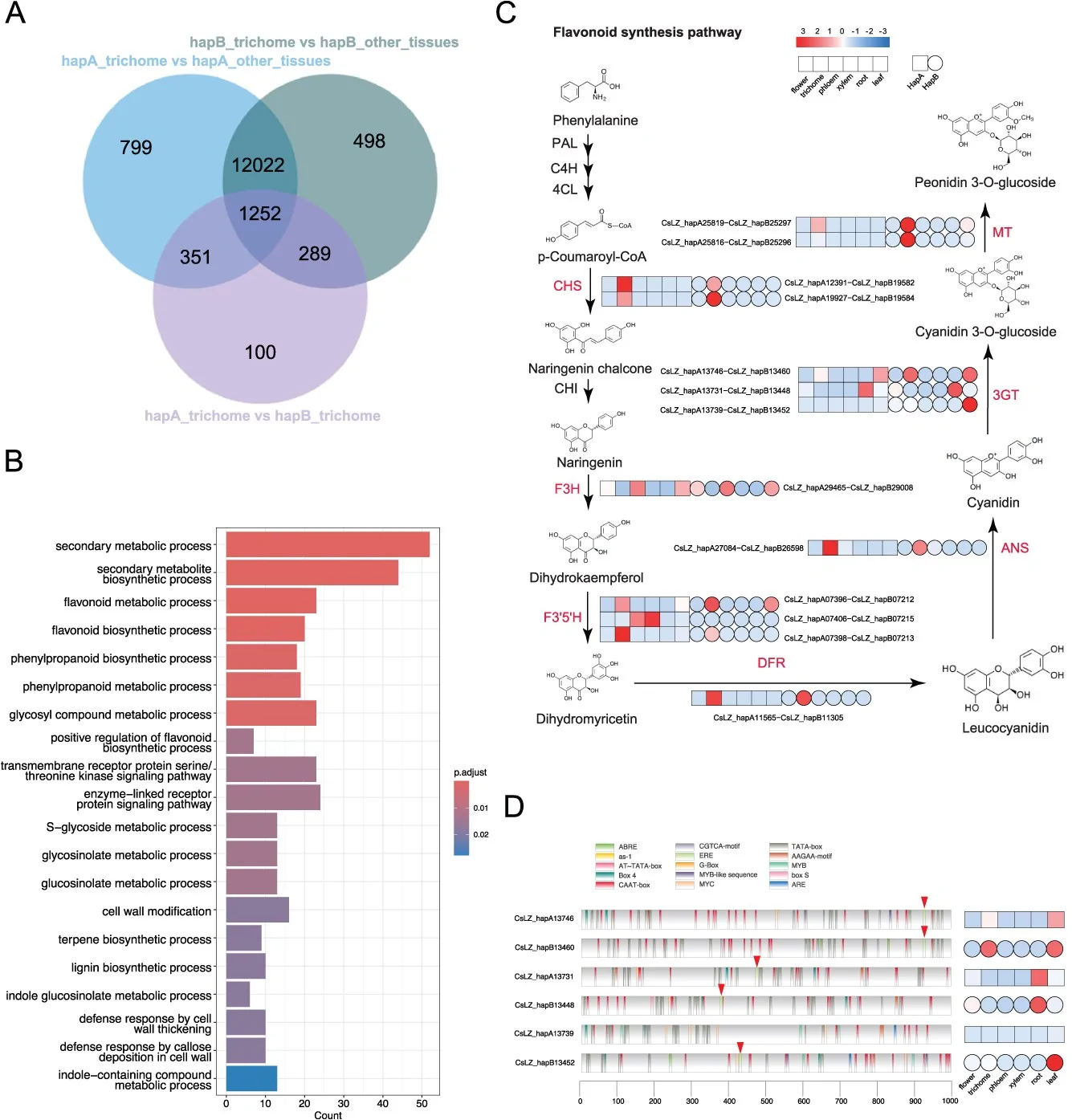 Haplotype-dependent transcriptional regulation of flavonoid biosynthesis in glandular trichomes. (A) Venn diagrams of the number of different expression genes in the glandular trichome. (B) GO enrichment analysis of glandular trichome tissue-specific genes with allelic differential expression. (C) Heatmap of flavonoid synthesis pathway gene expression in different tissues. (D) Transcription factor binding sites and gene expression levels of six 3GT haplotypes. The triangle represents the ERE motif.