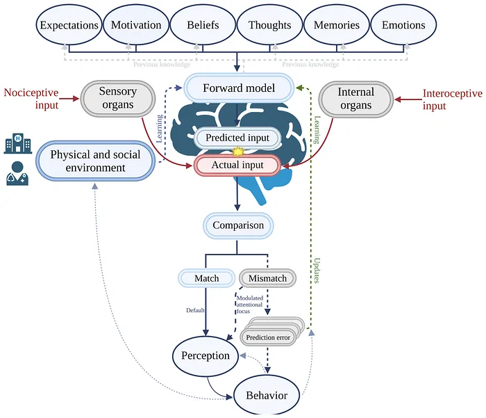 Pain as a Bayesian inference process. Sensory (nociceptive) and interoceptive inputs are integrated with prior beliefs, expectations and memories of past experiences to generate predictions about bodily states (forward model). These predictions are continuously compared with incoming sensory evidence, producing either a match, leading to stable perception, or a mismatch, generating a prediction error signal. Prediction errors drive updating processes through learning, modulating attentional focus and shaping subsequent perception. Physical and social environmental factors further influence this dynamic interplay, highlighting pain as an emergent, context‐dependent inference rather than a passive reflection of sensory signals. Each new experience contributes to the updating of prior beliefs, refining future inferences and dynamically shaping the perception of pain. Blue arrows represent top‐down predictions about the world that are propagated to lower levels of the hierarchy, whereas red arrows represent bottom‐up sensory inputs against which these predictions are compared. Created using BioRender.com.