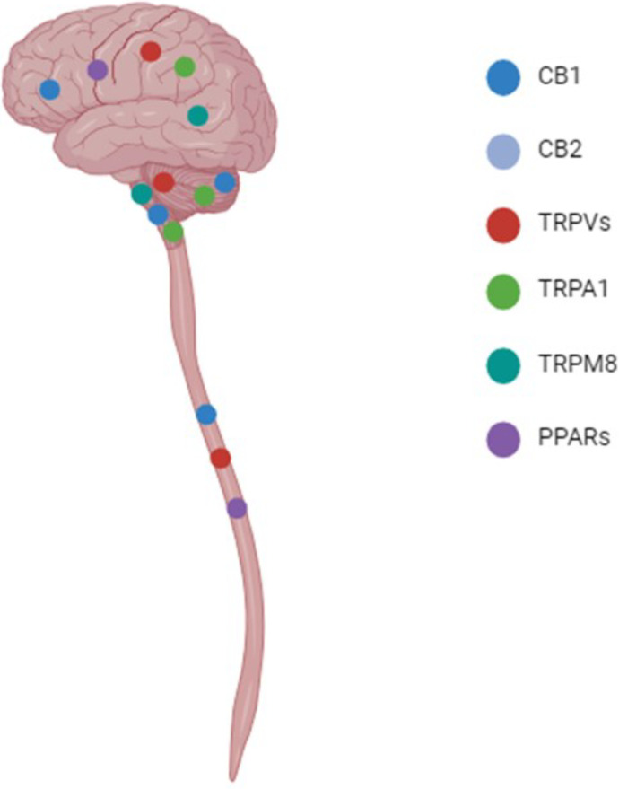 Central nervous system distribution of receptors. The distribution of CBs, TRP channels, and PPAR receptors within the central nervous system are shown. In particular, CB1 expression is high within the cerebral cortex, hypothalamus, and cerebellum; while lower expression has been reported in the brainstem and spinal cord. CB2 is expressed on astrocytes and microglia within the CNS. TRPVs are reported to be expressed in the cerebral cortex, hippocampus, cerebellum, and spinal cord. TRPA1 expression is detected in the olfactory bulb, hippocampus, hypothalamus, cerebral cortex, cerebellum, and brainstem. TRPM8 is expressed at low levels in the hypothalamus and brain steam. Finally, PPARβ/δ is widely distributed within the cerebrum, whereas PPARα is expressed at low levels in astrocytes and PPARγ is expressed by microglia. All three isoforms of PPAR have been detected in the spinal cord (Emir, 2017; Kendall and Yudowski, 2017; Zolezzi et al., 2017; Okine et al., 2019; Haspula and Clark, 2020; Souza Monteiro de Araujo et al., 2020; Ordás et al., 2021).