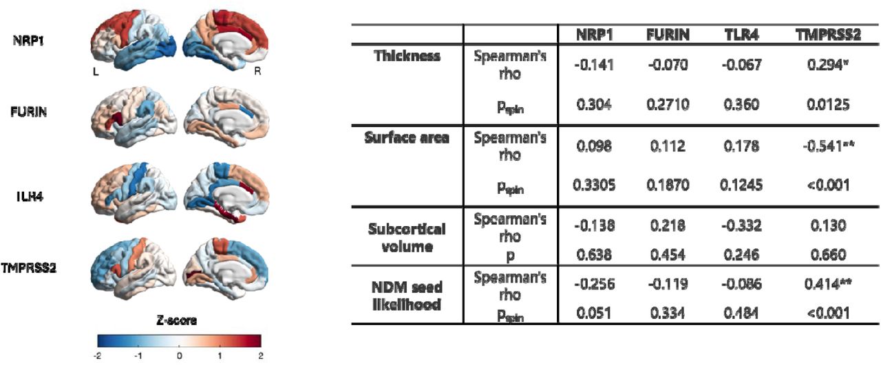 Associations between SARS-CoV-2-related gene expression (NRP1, FURIN, TLR4, TMPRSS2) and neuroimaging metrics (cortical thickness, surface area, subcortical volume, and network diffusion model [NDM] seed likelihood).Left panel illustrates regional mRNA expression (Z-scores). Right panel summarizes Spearman’s correlations (rho) and associated permutation-based spin-test p-values (pspin), highlighting significant associations (*p<0.05, **p<0.001).