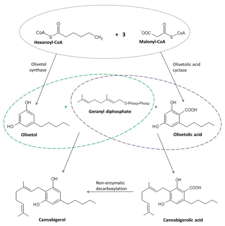 Biosynthesis of CBG including both direct synthesis and the formation of cannabigerol by non-enzymatic decarboxylation of cannabigerolic acid [30,31].