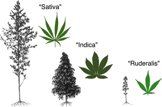 Cannabis vernacular taxonomy, image adapted from Anderson,71 courtesy of the Harvard University Herbaria and Botany Libraries.