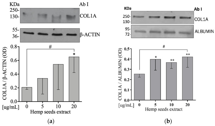 HSE increases intra- and extracellular COL1A protein levels on Saos-2 cells. Semi-confluent cultures of human osteoblast-like cells (Saos-2) were incubated with HSE 5, 10, or 20 µg/mL for 24 h. Cell and medium proteins ((a,b), respectively) were analyzed by Western blotting, with antibodies specific to COL1A, β-actin, and Albumin. Data are represented as mean ± SD. Statistical analysis: Student’s t-test vs. 0 * p < 0.05 ** p < 0.01, Linear regression # p < 0.05.