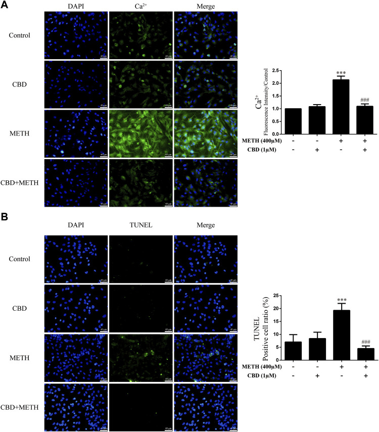 Intracellular Ca2+ and apoptosis levels in neurons incubated with CBD and/or METH. (A) Apoptosis level in neurons. (B) Intracellular Ca2+ level in neurons. *** p < 0.001 compared with control group, ### p < 0.001 compared with METH group; Tukey HSD post-hoc comparison after significant ANOVA.