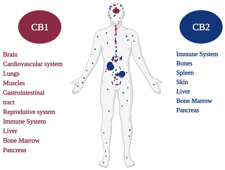 CB1 and CB2 cannabinoid receptors and their distribution in the human body.