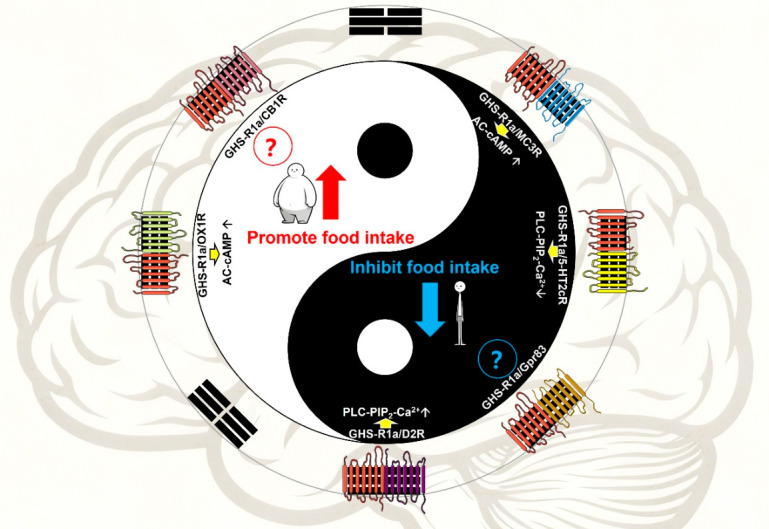 The Yin–Yang of appetite: how GHS-R1a “Dinner-Date” partners tilt the scale. Different colors are used to distinguish the different GHS-R1a heterodimer partners shown in the diagram. The black side shows duos that make you eat more (GHS-R1a/OX1R and GHS-R1a/CB1R); the white side shows duos that make you eat less (GHS-R1a/MC3R, GHS-R1a/5-HT2cR, GHS-R1a/D2R and GHS-R1a/Gpr83). Arrows = “boost” or “brake,” showing a simple snapshot of the push and pull inside your brain when these receptor couples form.
