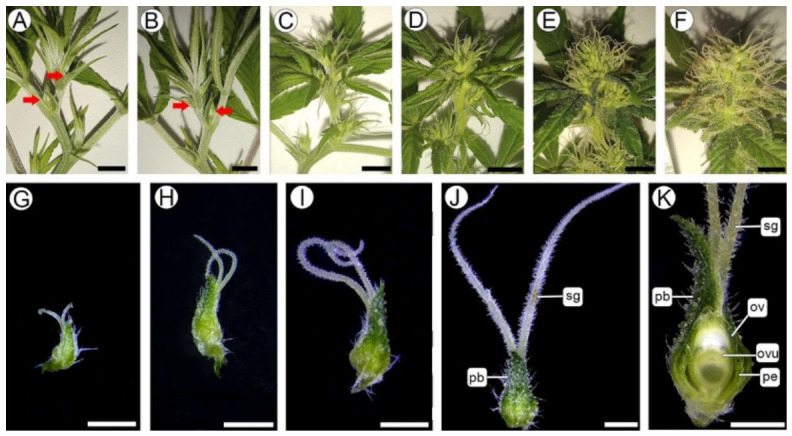 Sequence of female inflorescence development (SM). (A,B) Solitary female flowers observed 3–5 days after the transition to the short-day photoperiod (red arrows). (C) Young inflorescence with few female flowers at 12 days. (D) Inflorescence with an increased number of flowers at 14 days. (E) Inflorescence with most flowers at maturity at 21 days. (F) Mature inflorescence at 31 days, showing brown stigmas and increased trichome density. (G–K) SM. (G–I) Successive stages of female bud development. (J) Mature female flower with fully expanded stigma branches. (K) Longitudinal section of a female flower. Abbreviations: ov, ovary; ovu, ovule; pb, perigonal bract; pe, hyaline perianth; sg, stigma. Scale bars: (A–F) = 5 mm; (G–K) = 1 mm.