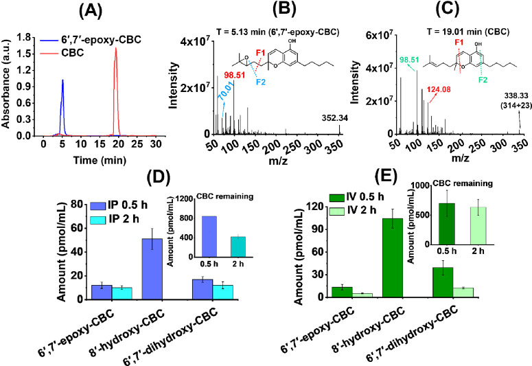 Detection of CBC and its metabolites: (A) LC-UV chromatogram of standard samples: CBC at 19.01 min (red line) and one of its metabolites 6′,7′-epoxy-CBC at 5.13 min (blue line). The corresponding mass fragmentation patterns are shown for (B) 6′,7′-epoxy-CBC and (C) CBC (all the other chromatogram and fragmentation patterns for different metabolites are shown in Supporting InformationI Figure S4). In vivo study: CBC and CBC metabolite obtained from the blood plasma of mouse after CBC administration through (D) intraperitoneal (IP) and (F) intravenous mode (IV). Samples were collected 0.5 and 2 h after administration and used for the analysis of CBC metabolites. The remaining CBC (not metabolized) at the corresponding time points is shown as insets for IP and IV. Data are represented as means ±SE of n = 3.