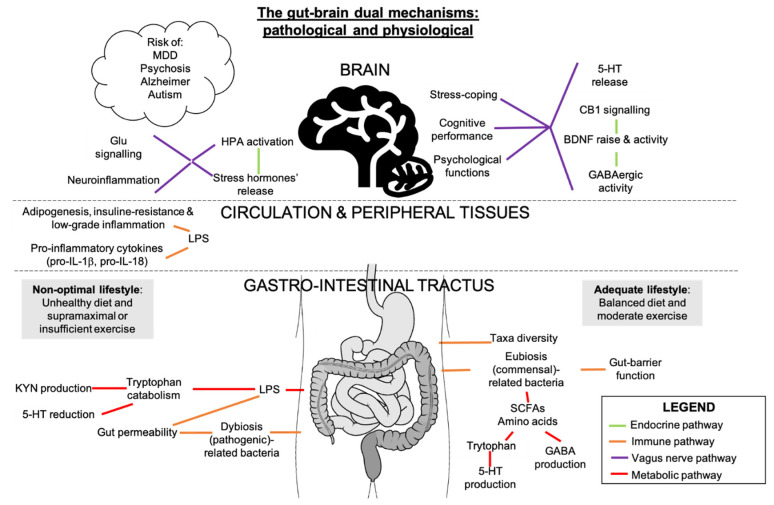 Gut-brain axis routes in mental health. The gut microbiota and the CNS are connected through immune, vagus nerve, metabolic and neuroendocrine-mediated pathways. These processes can all contribute to mental health or illness where eCBs and other molecules interfere depending on the cell or tissue. SCFAs are primary products of the fermentation of complex fibers by gut microbes in an intestinal balanced environment i.e., eubiosis. SCFAs induce GABA and serotonin (5-HT) production, attenuating depressive-like behavior. These neurotransmitters can also exert their roles in the brain where, with BDNF and CB1, they can bring positive mood changes. On the other hand, LPS-mediated low-grade inflammation in the gut caused by disruption of microbiota composition (dysbiosis) and intestinal barrier perturbation, would induce tryptophan degradation, raising kynurenine (KYN) levels and reducing 5-HT release, two events associated with depressive mood. The action of pro-inflammatory interleukins (pro-IL) and LPS would evolve in an inflammatory state in the brain. Inflammatory stimuli and stressor exposure would engage HPA overstimulation. HPA function through GC and ACTH circuitry release in gut microbiota-mediated anxiety-like behaviors is notable (Kang et al., 2014). Strong bidirectional correlations are found between major depressive disorder (MDD), psychosis, Alzheimer’s disease, autism spectrum disorder and intestinal dysbiosis, which correlates with the dietary and exercise patterns.