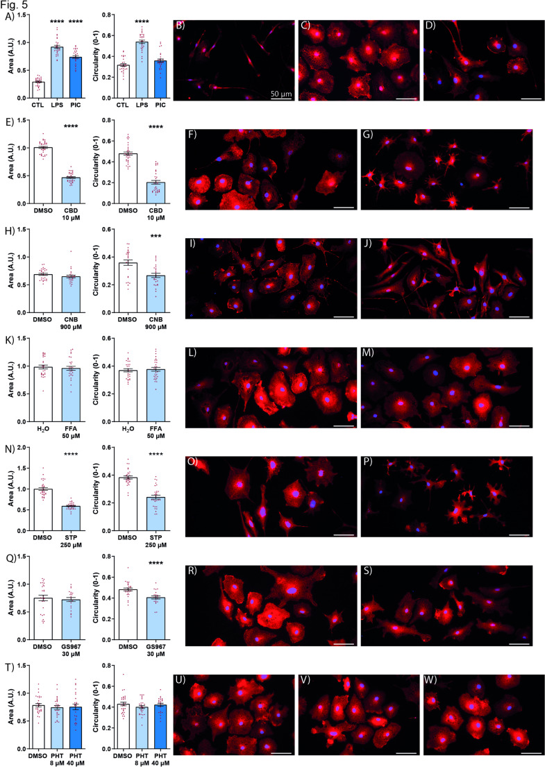 Effect of ASMs on microglia morphology. Quantitation of area (A left) and circularity (A right) and representative field for CTL (B) LPS (C) poly I:C (D) after cells were stimulated with either LPS or poly I:C. Quantiation of area (E left) and circularity (E right) and representative field for vehicle (F) and CBD (G). Quantiation of area (H left) and circularity (H right) and representative field for vehicle (I) and CNB (J). Quantiation of area (K left) and circularity (K right) and representative field for vehicle (L) and FFA (M). Quantiation of area (N left) and circularity (N right) and representative field for vehicle (O) and STP (P). Quantiation of area (Q left) and circularity (Q right) and representative field for vehicle (R), GS967 (S). Quantiation of area (T left) and circularity (T right) and representative field for vehicle (U), 8 µM PHT (V) and 40 µM PHT (W). Treatment initiated 2 h after microglial activation. All except for CNB were activated with LPS 10 µg/mL. For CNB activation was by poly I:C 10 µg/mL. Cells were fixiated with PFA 24 h after treatment. Immunocytochemistry for IBA1 (red), nuclei DAPI (blue). Merged images shown. Graphs represent mean ± S.E.M. ***p < 0.001; ****p < 0.0001. CBD cannabidiol, CNB cenobamate, CTL control, DMSO dimethyl sulfoxide, FFA fenfluramine, LPS lipopolysaccharide, PHT Phenytoin, PIC poly I: C polyinosinic:polycytidylic acid, STP stiripentol, IBA1 ionized calcium-binding adapter molecule 1