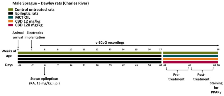 Experimental design. Thirty-eight male Sprague-Dawley rats were purchased at 6 weeks of age, and cortical electrodes were implanted 1 week later for video-electrocorticographic (v-ECoG) recordings of recurrent seizures. Status epilepticus (SE) was induced with an intraperitoneal (i.p.) administration of kainic acid (KA; 15 mg/Kg) at 8 weeks of age (n = 2 rats died during the SE). Ten epileptic rats per group were treated with cannabidiol (CBD) at 12 mg/kg, 120 mg/kg, or with medium-chain triglyceride (MCT) oil. The remaining animals (n = 6) were used as control, non-treated rats.