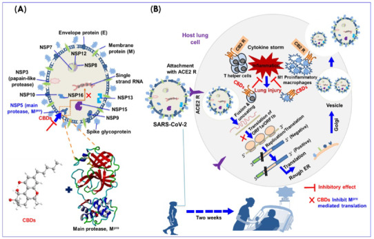 The effect of cannabinoids on the immune system in SARS-CoV-2 infection. A. Structure features of SARS-CoV-2 and its main SARS-CoV-2 Mpro binding pocket, B. SARS-CoV-2 life cycle in host lung cells is initiated by binding of ACE2 cellular receptor to viral spike glycoprotein (Raj et al., 2021).