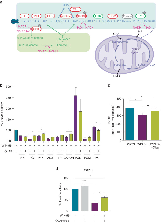 WIN-55 alters crucial metabolic pathways of AML cells.a Summary of metabolic enzymes and pathways studied after WIN-55 treatment. b Enzyme activity of glycolytic enzymes after 6 h incubation with 100 µM of WIN-55 alone or in combination with Olaparib pre-incubation treatment. Asterisk shows those cases in which this increase or decrease in activity caused by the cannabinoid was significantly reversed after preincubation with 10 µM Olaparib. Data are provided as mean ± SD of n = 4. c Extracelullar acidification rate (ECAR) values were measured during sequential injection of glucose and 2-deoxyglucose (2-DG) in U937 cells after vehicle, WIN-55 and/or Olaparib treatments. Data are mean ± SD for n = 4. d Enzymatic activity of G6PDH after 6 h incubation with 100 µM of WIN-55, 10 µM of Olaparib or the combination of both. Data are provided as mean ± SD of n = 3. Statistically significant differences were determined by Student’s t tests: *p ≤ 0.05, **p ≤ 0.005 and ***p ≤ 0.0005.