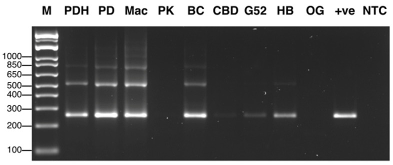 RT-PCR analysis using primers for HLVd shows the viroid was distinctively present in five cannabis genotypes out of nine tested. The lower bands at 256 bp are characteristic for this viroid and represent the entire genome. The larger-sized bands (512 bp) are concatemers of the genome due to its circular nature and represent head–tail alignments. PDH was a healthy (asymptomatic) plant of genotype PD that was subsequently shown to be infected by HLVd, as a band of 256 bp size was present. Genotypes PK and CBD did not show a band, and a very faint band was seen in G54-2. All analyses were conducted on leaf tissues.